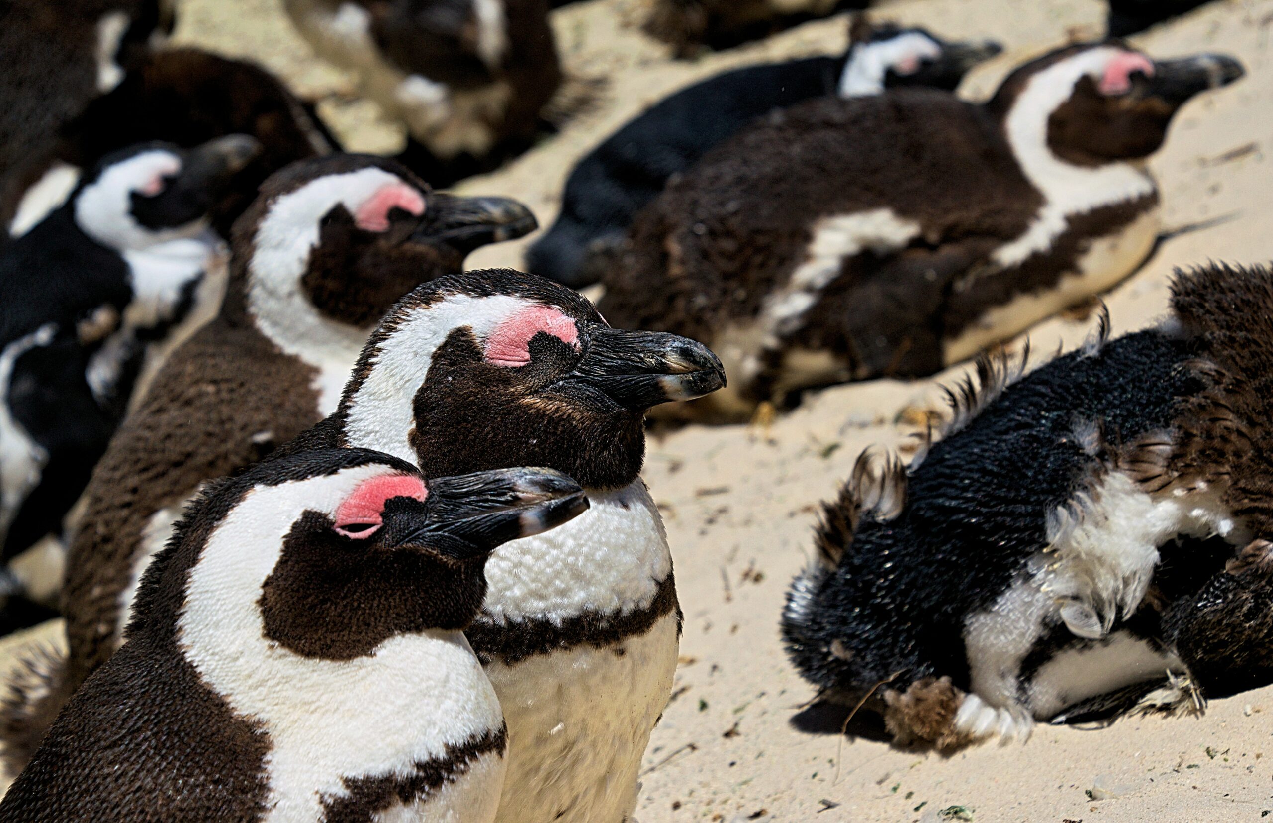 Protecting African Penguins